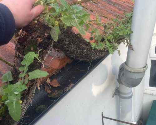 Gutter Cleaning
