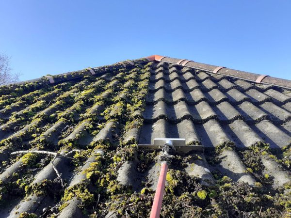 Moss Removal