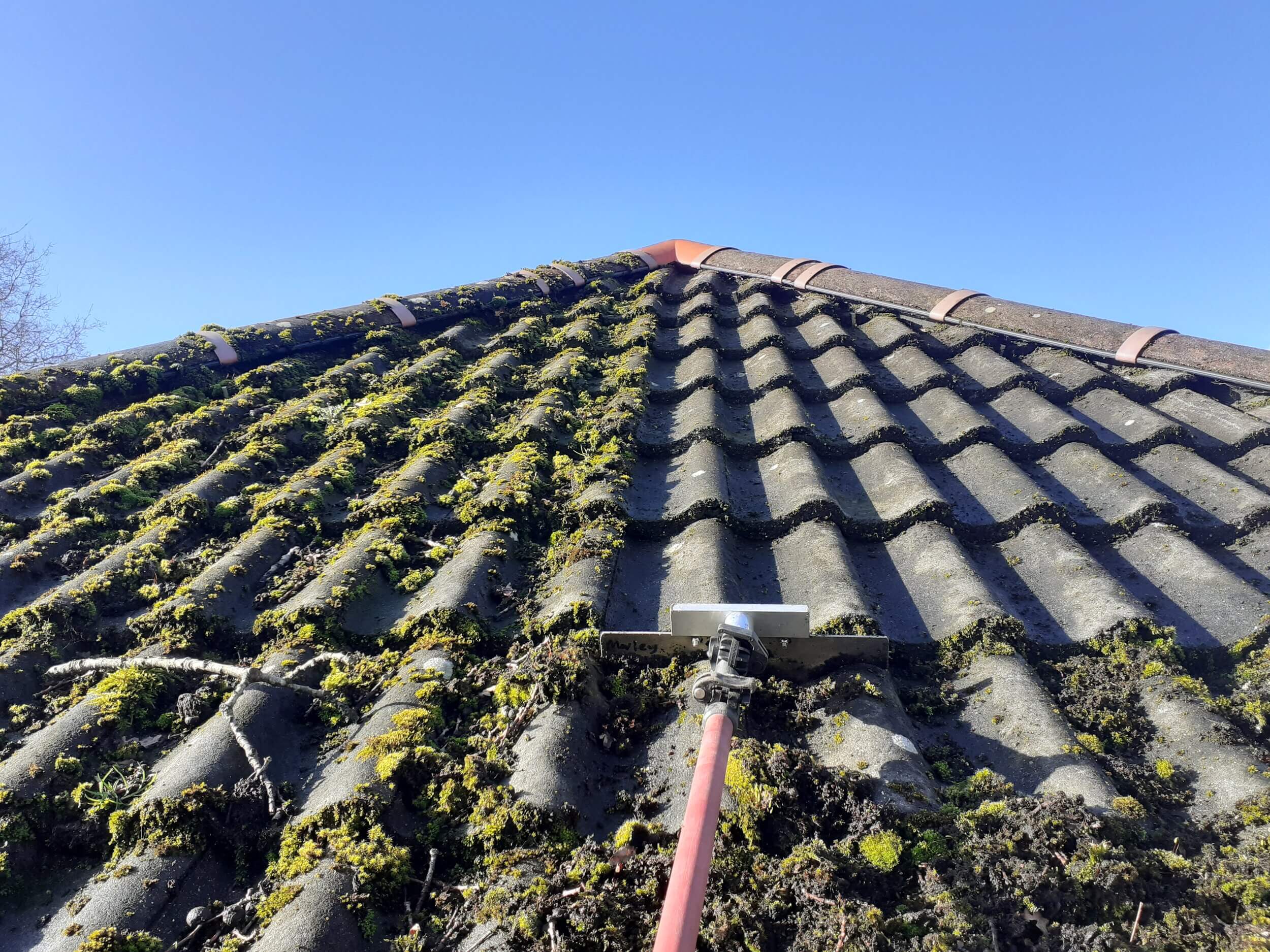 Moss Removal